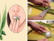Co dělá aloe vera s tělem: Proto ji egypťané říkali rostlina nesmrtelnosti