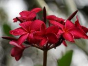 Odkvetla vám orchidej? Toto je nejjednodušší způsob, jak ji opět přivést k životu