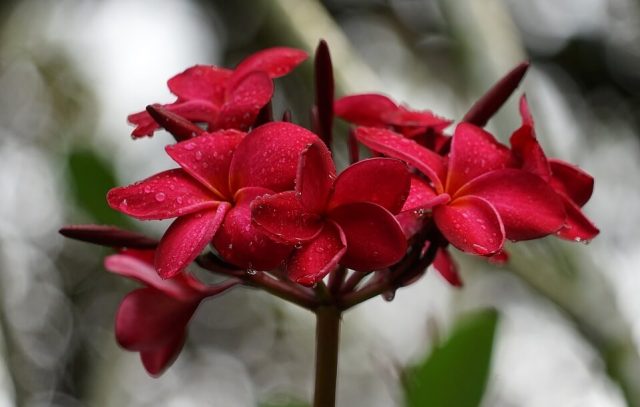 orchidej