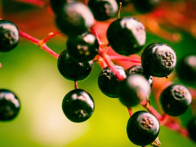 černý bez