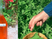 Vyzkoušejte tento recept na zázračný sirup z meduňky: Dejte si ho před spaním do čaje a v noci se nebudete budit!