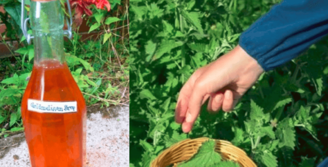 medunkovy_sirup