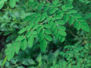 Moringa – bylinka, která zabíjí rakovinu a zastavuje diabetes!
