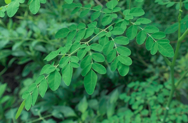 moringa_2