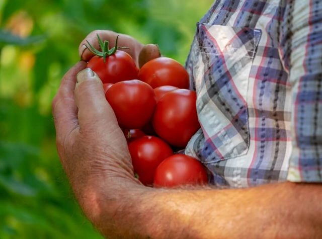 tomatoes-3702942_960_720 (1)