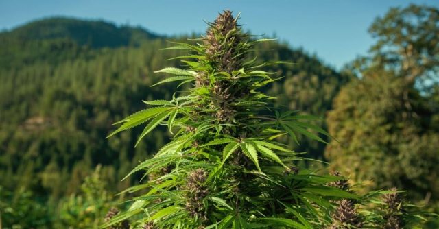 marihuana