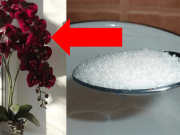 Cukr je pro orchidej stejný zázrak jako antibiotikum pro člověka: Toto udělala 1 lžička s umírající rostlinkou na vyhození!