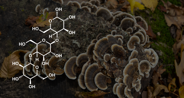 Coriolus a beta-glukany (2)